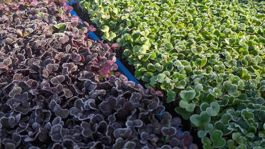 Why Microgreens